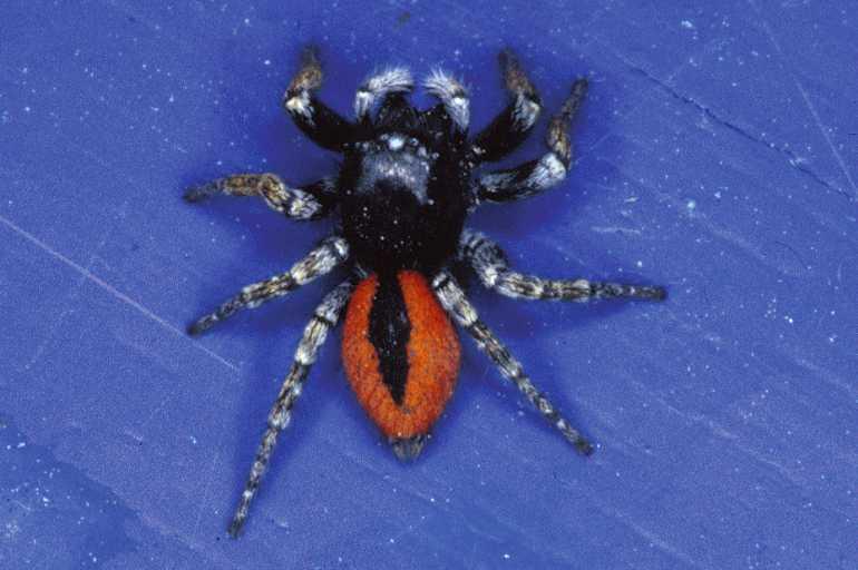 Philaeus_chrysops_P0421_Z_90_Soube_Frankrijk.jpg