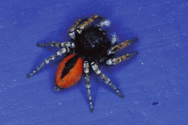 Philaeus_chrysops_P0423_Z_90_Soube_Frankrijk.jpg