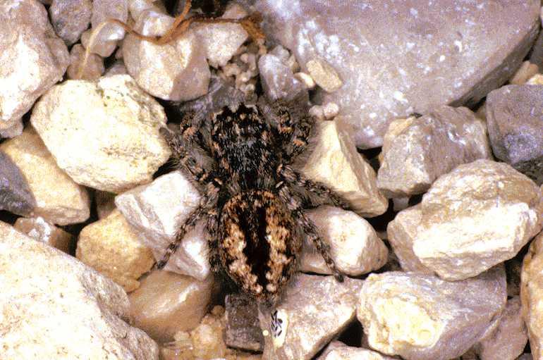 Philaeus_chrysops_P0495_O_90_Soube_Frankrijk.jpg