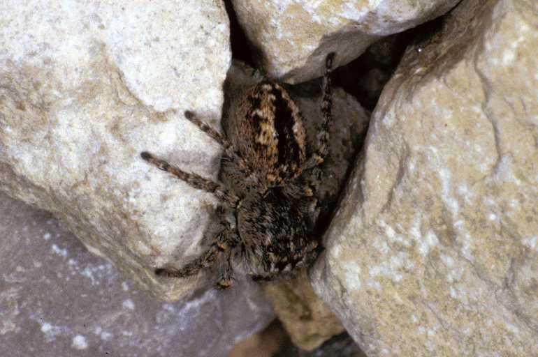 Philaeus_chrysops_P0825_Z_83_Soube_Frankrijk.jpg