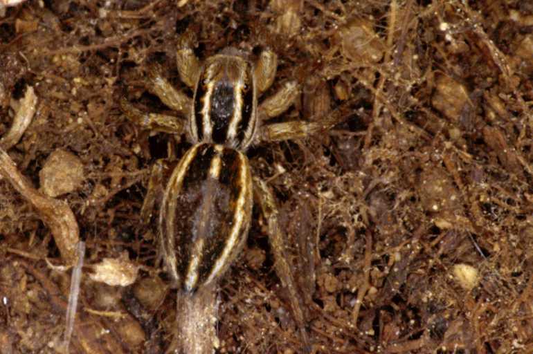 Phlegra_fasciata_P0461_Z_87_Soube_Frankrijk.jpg