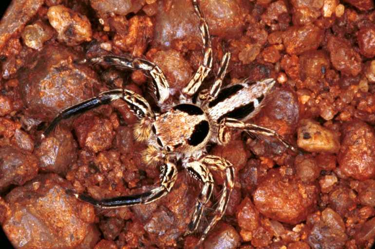 Plexippus_petersi_RF0407_Z_75_Marabee_Australie.jpg