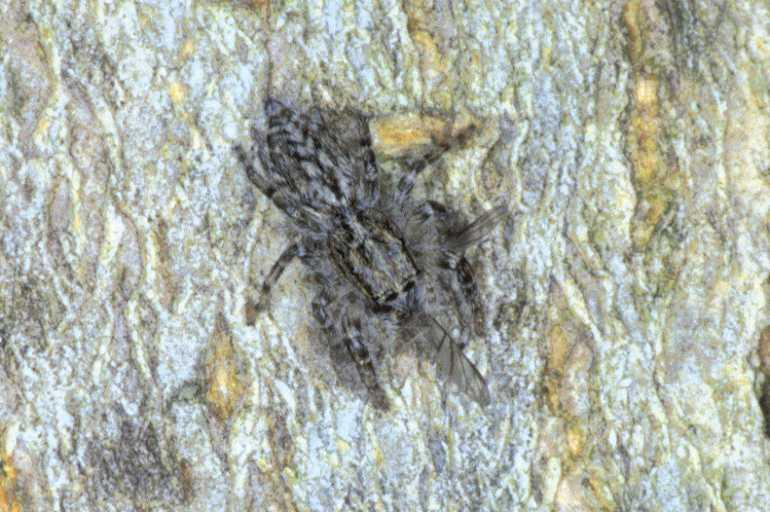 Pseudicius_encarpatus_P0502_Z_90_Soube_Frankrijk.jpg