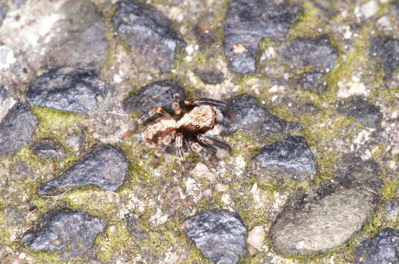 Pseudophrys_lanigera_D3918_Z_90_Badhoevedorp_Nederland.jpg