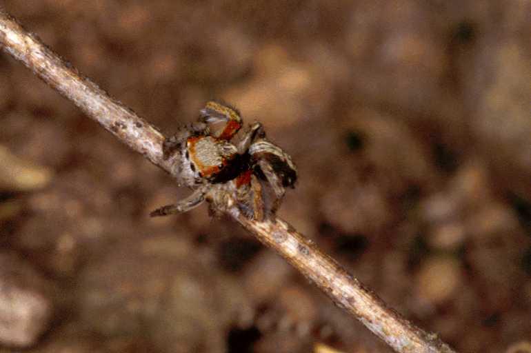 Saitis_barbipes_P0464_Z_90_Soube_Frankrijk.jpg