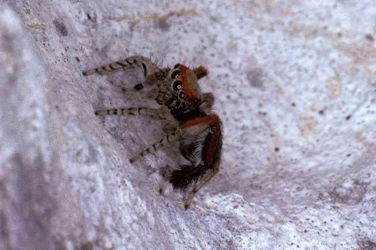 Saitis_barbipes_P0474_Z_85_Soube_Frankrijk.jpg