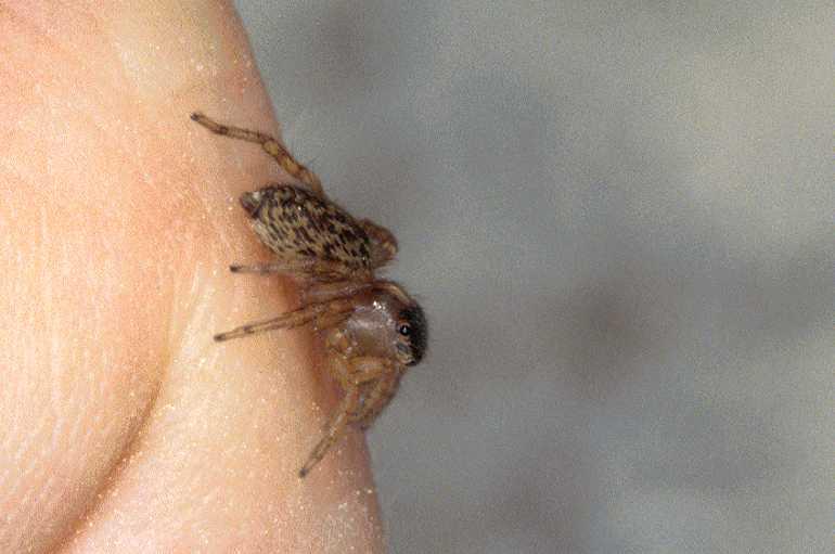 Saitis_barbipes_P0475_Z_90_-_Frankrijk.jpg