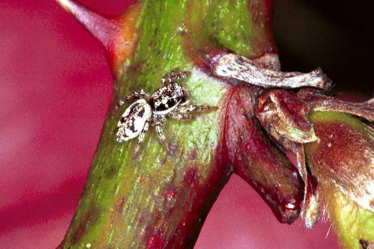 Salticus_cingulatus_F0923_Z_88_Ede_Nederland.jpg