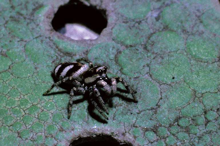 Salticus_scenicus_P0020_Z_90_Amsterdam_Nederland.jpg