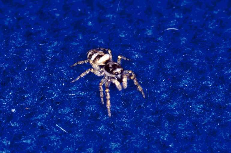 Salticus_scenicus_P0190_Z_75_Badhoevedorp_Nederland.jpg