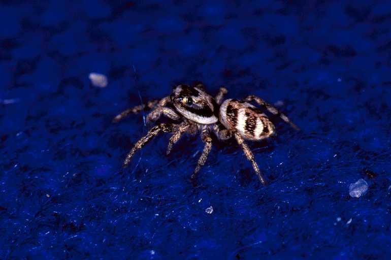 Salticus_scenicus_P0192_Z_75_Badhoevedorp_Nederland.jpg