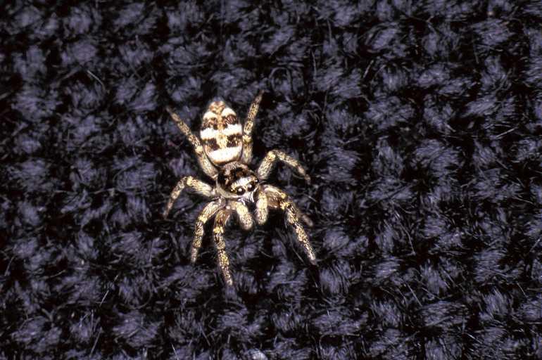 Salticus_scenicus_P0216_Z_77_Badhoevedorp_Nederland.jpg