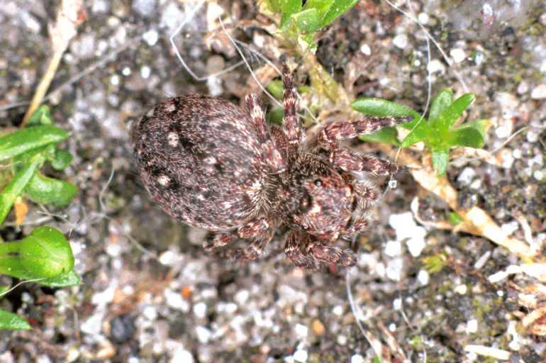 Sitticus_pubescens_F0107_Z_80_Badhoevedorp_Nederland.jpg