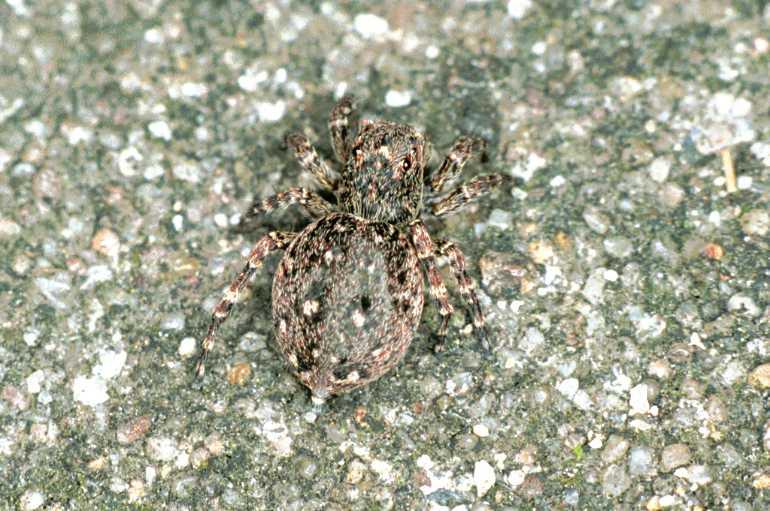 Sitticus_pubescens_F0116_Z_75_Badhoevedorp_Nederland.jpg