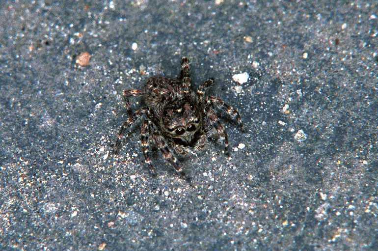 Sitticus_pubescens_F0473_Z_80_Badhoevedorp_Nederland.jpg