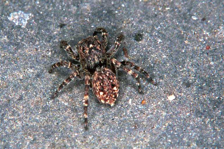 Sitticus_pubescens_F0474_Z_81_Badhoevedorp_Nederland.jpg