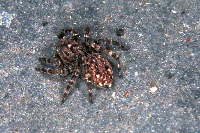 Sitticus_pubescens_F0475_Z_90_Badhoevedorp_Nederland.jpg