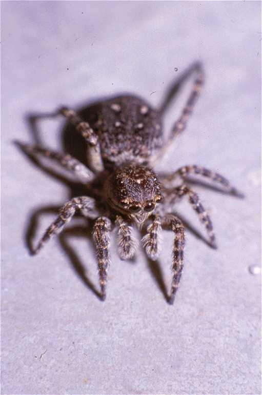 Sitticus_pubescens_P0107_Z_90_Badhoevedorp_Nederland.jpg