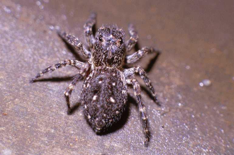 Sitticus_pubescens_P0108_Z_80_Badhoevedorp_Nederland.jpg