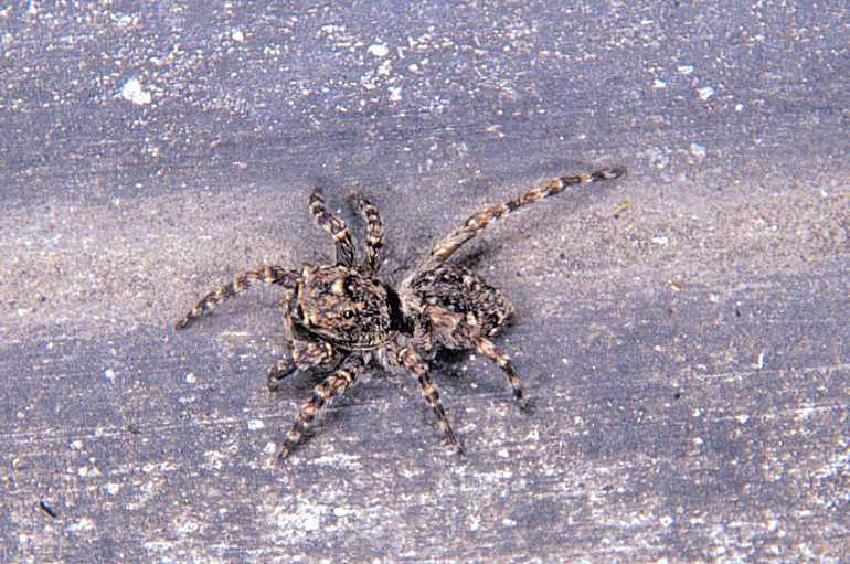 Sitticus_pubescens_P1017_Z_75_Badhoevedorp_Nederland.jpg