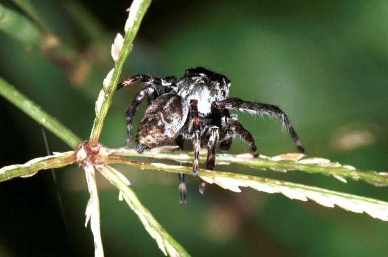 Zenodorus_ZZ038_RF0388_O_75_Giru_Australie.jpg