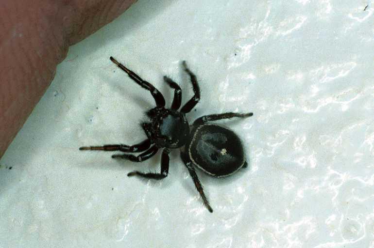 Zenodorus_orbiculatus_F0605_Z_75_Emerald-Clermont_Australie.jpg