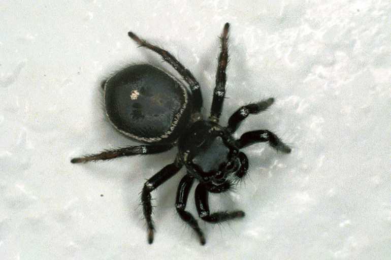 Zenodorus_orbiculatus_F0606_Z_85_Emerald-Clermont_Australie.jpg