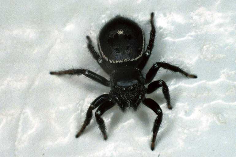 Zenodorus_orbiculatus_F0607_Z_84_Emerald-Clermont_Australie.jpg