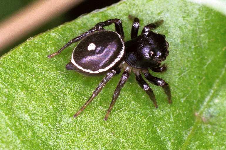 Zenodorus_orbiculatus_F0851_Z_87_Giru_Australie.jpg