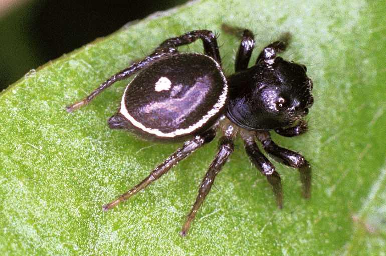 Zenodorus_orbiculatus_F0853_Z_85_Giru_Australie.jpg