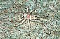 Arasia_mollicoma_F0610_O_75_Emerald-Clermont_Australie