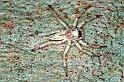 Arasia_mollicoma_F0611_O_75_Emerald-Clermont_Australie