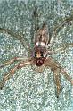 Arasia_mollicoma_F0612_O_90_Emerald-Clermont_Australie