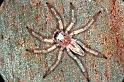Arasia_mollicoma_RF0243_O_84_Emerald-Clermont_Australie