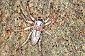 Arasia_mollicoma_RF0244_O_83_Emerald-Clermont_Australie