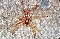 Arasia_mollicoma_RF0245_O_86_Emerald-Clermont_Australie