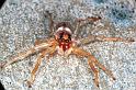 Arasia_mollicoma_RF0246_O_88_Emerald-Clermont_Australie