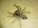 Astia_nodosa_D6651_Z_85_Brisbane_Australie