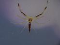 Astilodes_mariae_D6393_Z_89_Brisbane_Australie