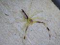 Astilodes_mariae_D6394_Z_90_Brisbane_Australie