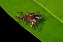 Bathippus_montrouzieri_D2541_D_87_-_Australie