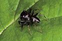 Bianor_aurocinctus_P0455_Z_75_-_Frankrijk