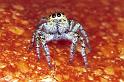 Carrhotus_xanthogramma_F1054_Z_82_Saint-Etienne-de-Gourgas_Frankrijk