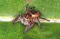 Carrhotus_xanthogramma_F1056_Z_76_Saint-Etienne-de-Gourgas_Frankrijk