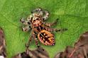 Carrhotus_xanthogramma_F1058_Z_82_Saint-Etienne-de-Gourgas_Frankrijk