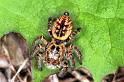 Carrhotus_xanthogramma_F1059_Z_84_Saint-Etienne-de-Gourgas_Frankrijk