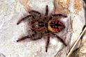 Carrhotus_xanthogramma_F1060_Z_82_Saint-Etienne-de-Gourgas_Frankrijk