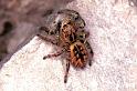 Carrhotus_xanthogramma_F1061_Z_88_Saint-Etienne-de-Gourgas_Frankrijk