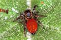 Carrhotus_xanthogramma_F1348_D_90_Brousses-et-Villaret_Frankrijk