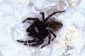 Carrhotus_xanthogramma_P0454_Z_82_-_Frankrijk
